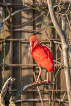 Red bird ibis sitting on a tree branch
