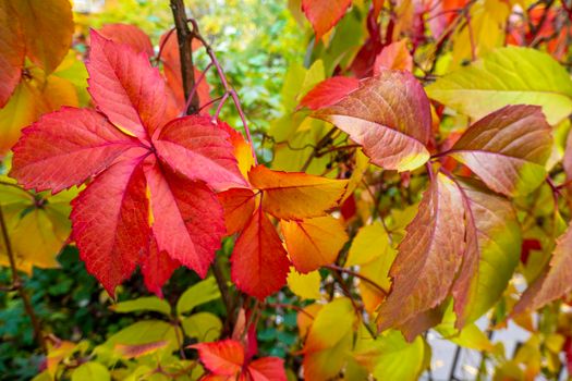 Parthenocissus quinquefolia, known as Virginia creeper, Victoria creeper, five-leaved ivy. Red foliage background red wooden wall. Natural background. High quality photo