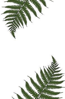 Creative tropical green leaves layout. Nature spring concept. Pattern on white background