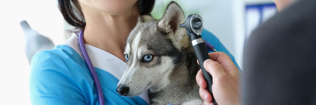 Veterinarian doctor examines ears of little husky. Ear disease in dogs concept