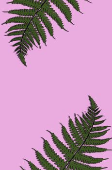 Creative tropical green leaves layout. Nature spring concept. Pattern on pink background