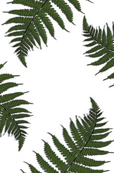 Creative tropical green leaves layout. Nature spring concept. Pattern on white background