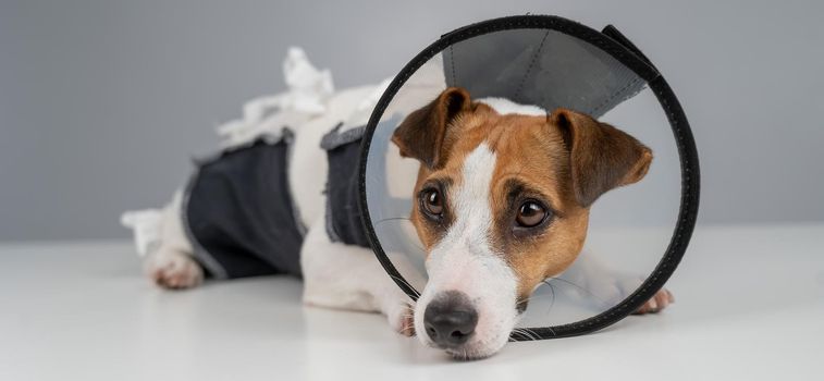 Sad dog jack russell terrier in a blanket and a cone collar after surgery