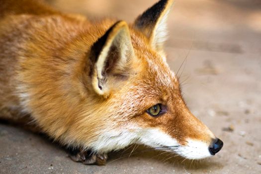 Red Fox - Vulpes vulpes, sitting up at attention, direct eye contact, a little snow in its face, tree bokeh in background. High quality photo