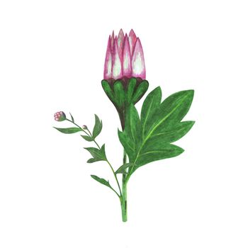 Red Chrysanthemum with Green Leaves and Flower Bud Isolated on White Background. Chrysanthemum Flower Element Drawn by Color Pencil.