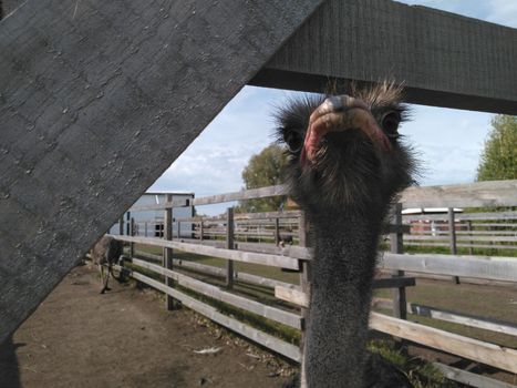 The head of an ostrich. Big domestic ostrich in the poultry yard. Close-up portrait of big curious ostrich on blue sky background.