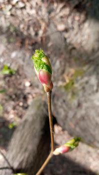 Beautiful linden branches with flowering buds close-up. Colorful background of buds of leaves of linden with. Macro view tree branch buds, soft background. spring time concept.