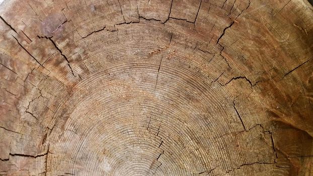 Close-up dried out and cracked tree trunk Abstract texture of a cracked tree, texture heartwood background. Wood texture for background.