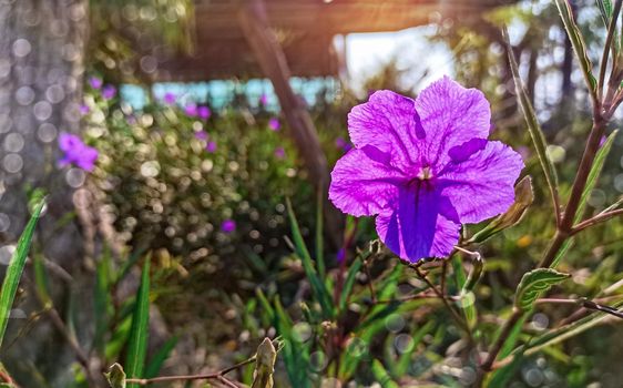 violets flowers blooming on blurred spring meadow background.