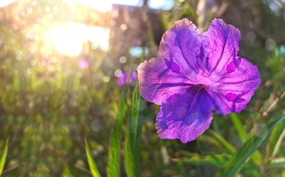 violets flowers blooming on blurred spring meadow background.