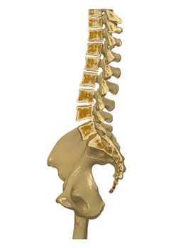 CT Lumbar spine or L-S spine 3D rendering image sagittal view 3D rendering . Clipping path.