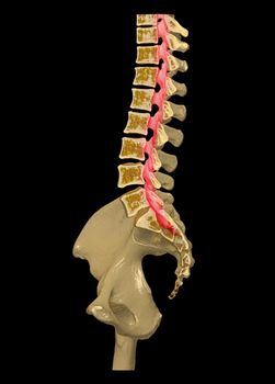 CT Lumbar spine or L-S spine 3D rendering image sagittal view 3D rendering . Clipping path.