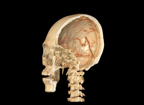 A Haft of the skull 3D showing the brain inside the skull. .