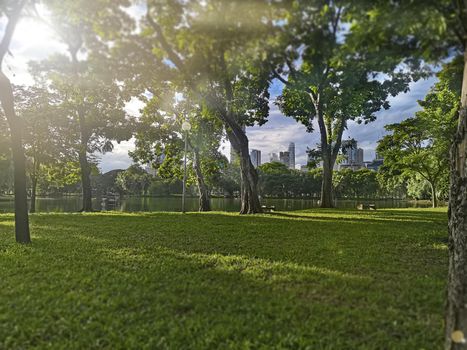 View of green trees in the city park, in sunny day at Lumpini Park in Bangkok.