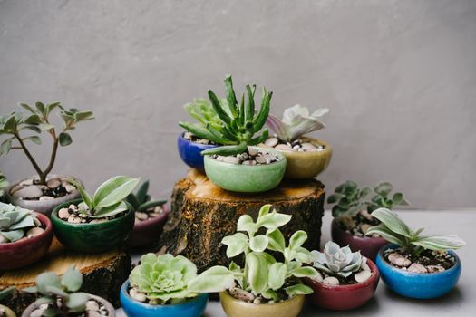 Succulents in beautiful little pots stand on wooden sawn-offs. Green indoor plants. Landscaping the interior of a home or office. Small plants at the flower shop. Houseplants. Ceramic colorful pots.