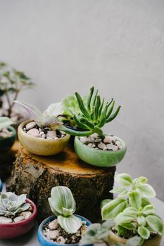 Small plants at the flower shop. Houseplants. Ceramic colorful pots. Succulents in beautiful little pots stand on wooden sawn-offs. Green indoor plants. Vertical photo.