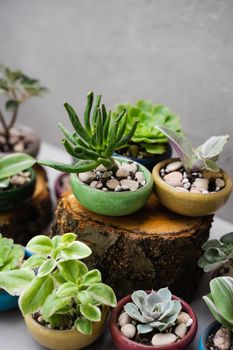 Succulents in beautiful little pots. Landscaping the interior of a home or office. Small plants at the flower shop. Houseplants. Ceramic colorful pots. Vertical photo.