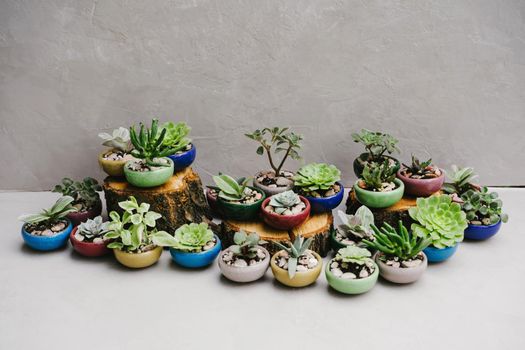 Succulents in beautiful little pots stand on wooden sawn-offs. Green indoor plants. Landscaping the interior of a home or office. Small plants at the flower shop. Houseplants. Ceramic colorful pots.