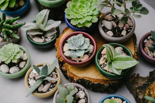 Top view of the small indoor plants. Succulents in beautiful little pots stand on wooden sawn-offs. Green indoor plants. Landscaping the interior of a home or office.