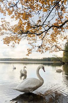 White swans swim in the lake. Kaliningrad region. High-quality photo