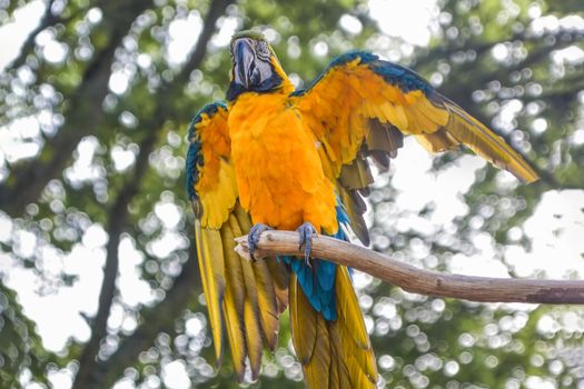 Blue and yellow macaw sits on a branch Ara ararauna , Macaw parrot