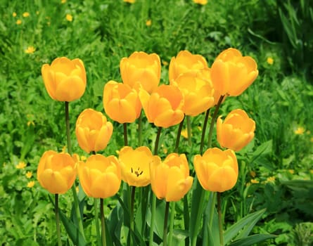 Group of Yellow tulip flower isolated on green background.