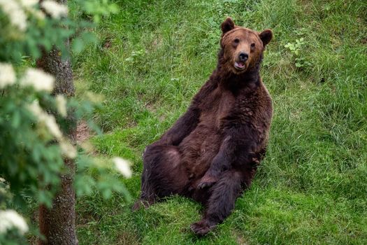 Resting brown bear (Ursus arctos) in the forest