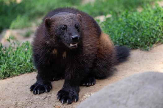 Siberian wolverine (Gulo Gulo) sitting in nature