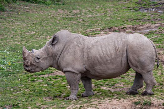 Southern white rhinoceros (Ceratotherium simum simum).