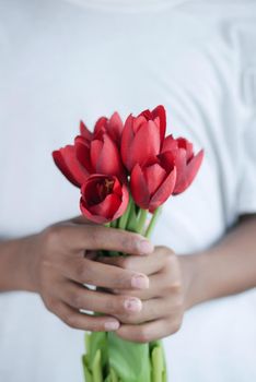 hand holding red color tulip flower .