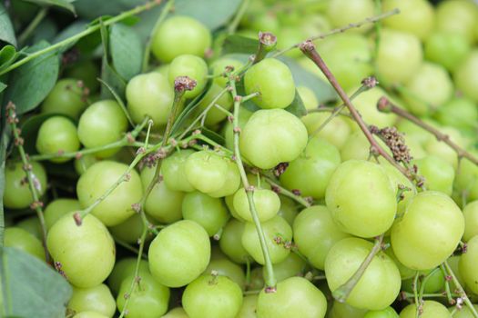 tasty and healthy star gooseberry stock on shop for sell