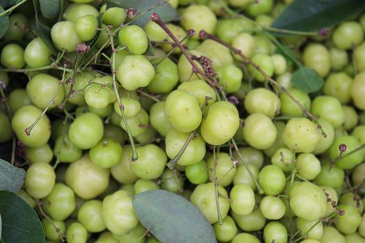 tasty and healthy star gooseberry stock on shop for sell