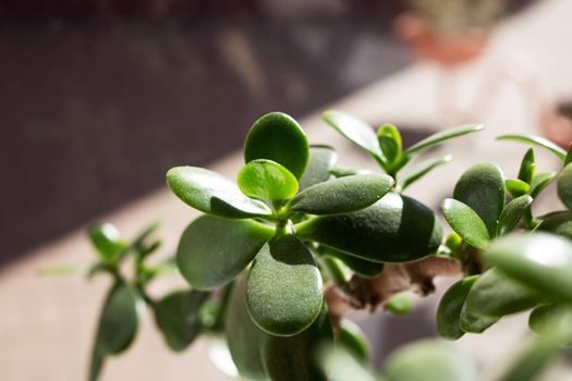 Green leaves of a house plant on the windowsill