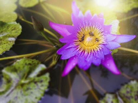 Beautiful lotus flower in pond at summer season