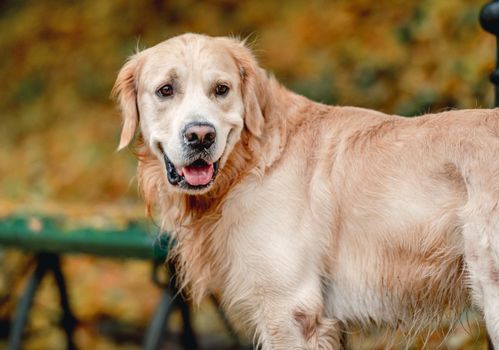 Golden retriever dog walking in autumn park. Cute purebred doggy pet outdoors portrait
