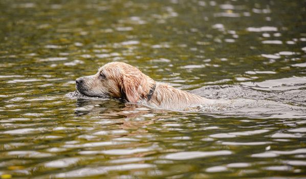 Golden retriever dog hunter chases in pond at autumn park. Pet doggy labrador swimming in lake with fallen yellow leaves