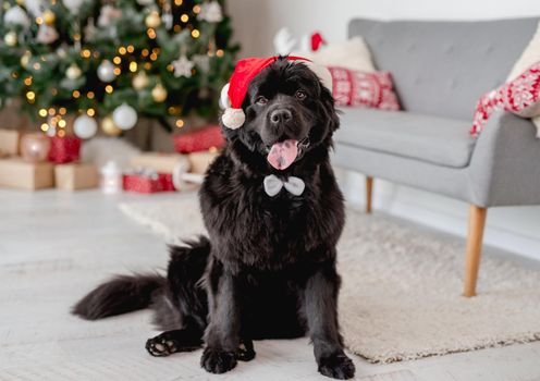 Newfoundland dog with butterfly tie and hare ears rim sitting near christmas tree at home