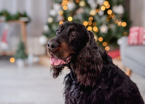 Scottish setter dog lying on floor at home with illuminated christmas tree on background
