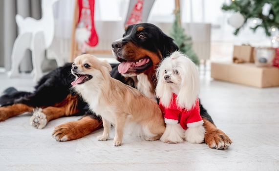 Chihuahua, bernese mountain dog and maltese dog in santa suit near decorated christmas tree at home