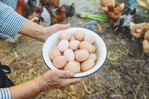 homemade eggs in grandmother's hands. Selective focus. nature.