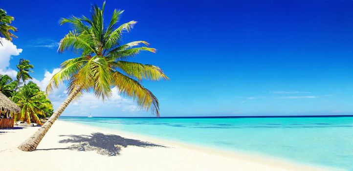 Palms on empty idyllic tropical sand beach.