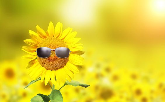 sunflower wearing sunglasses with sunflower field over cloudy blue sky and bright sun lights