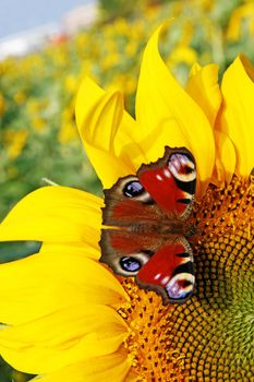 Beautiful colorful butterflies flying among the flowers