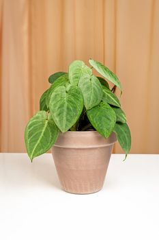 Decorative house plant - Syngonium Frosted Heartin in brown ceramic pot isolated on a fabric curtains background. Studio shot.