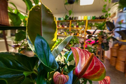 A variety of exotic potted plants in a plant store.