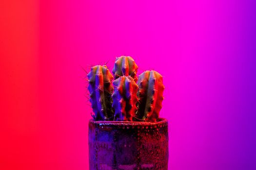 Potted cactus on dark pink background. Illuminated in red and blue.