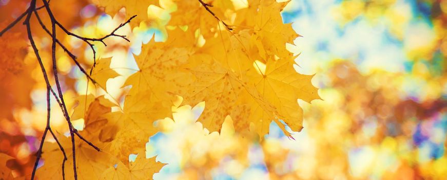 Autumn leaves on a tree. Selective focus. nature.