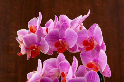 Beautiful purple Phalaenopsis orchid flowers, isolated on dark background. Close-up photo.
