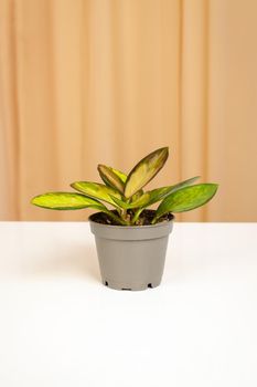 Hoya carnosa tricolor house plant in grey plastic pot, on a fabric curtains background.