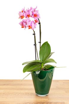 Beautiful purple Phalaenopsis orchid flowers, isolated on the wooden table. Close-up photo.